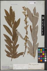 Foto von Salix caprea L. x Salix eleagnos Scop.